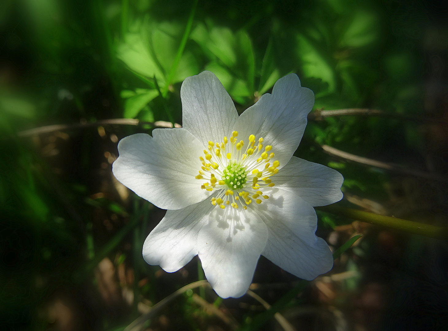 Anemone fiore simbolo dell'amicizia!