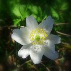 Anemone fiore simbolo dell'amicizia!