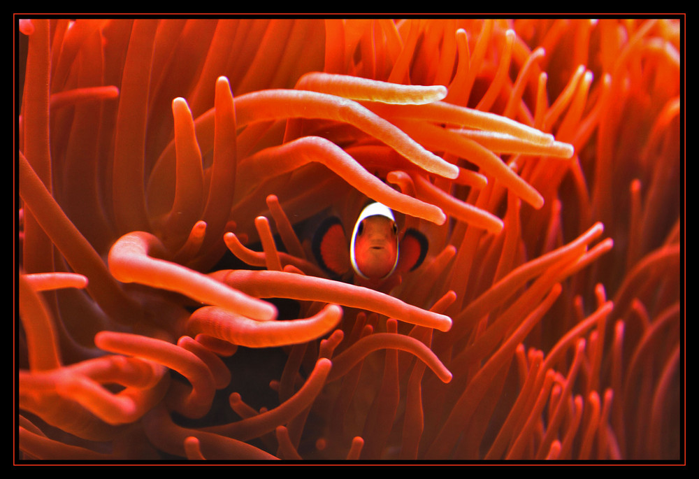 Anemone & Fisch Foto & Bild | tiere, zoo, wildpark & falknerei, zoo