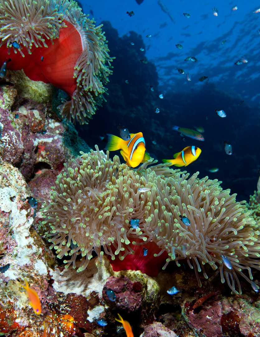 anemone fish