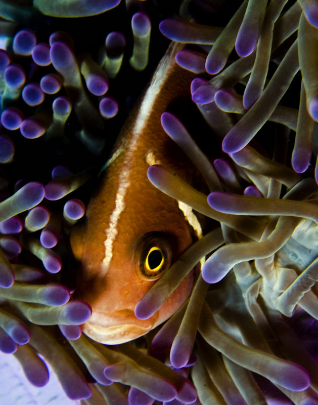 anemone fish