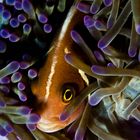 anemone fish