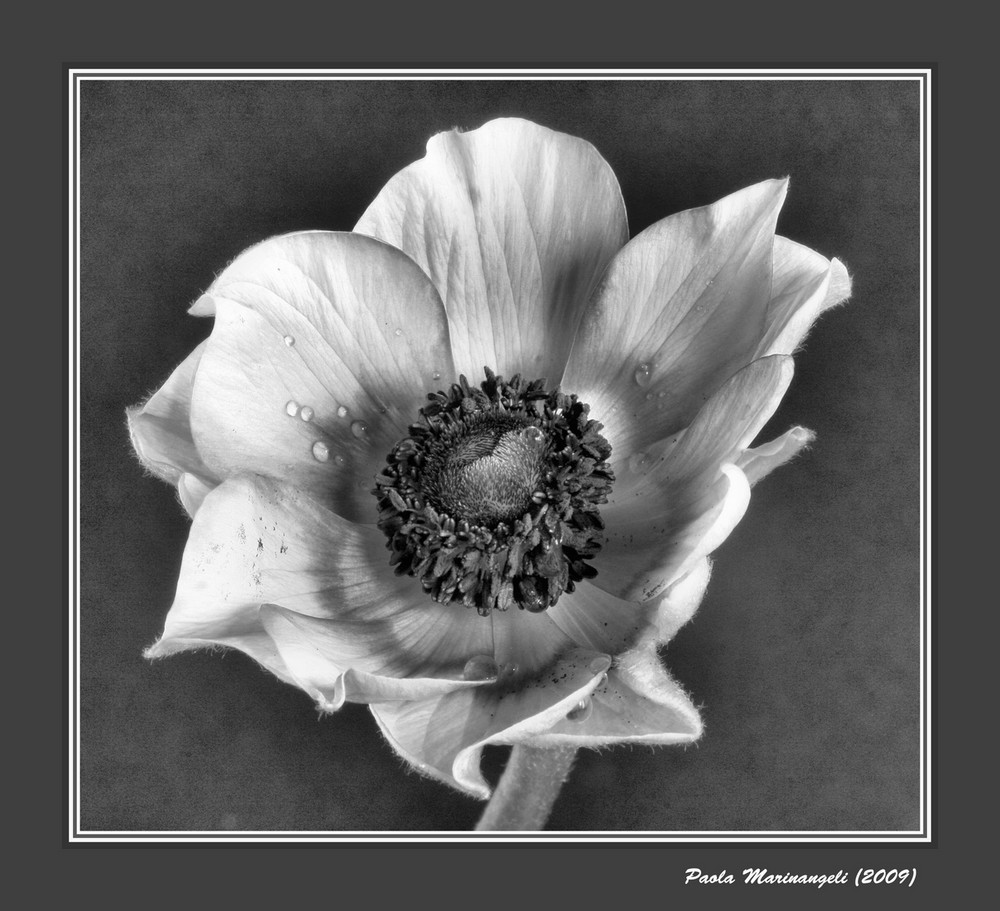 Anemone Flower in Black and White