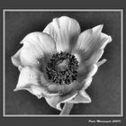 Anemone Flower in Black and White