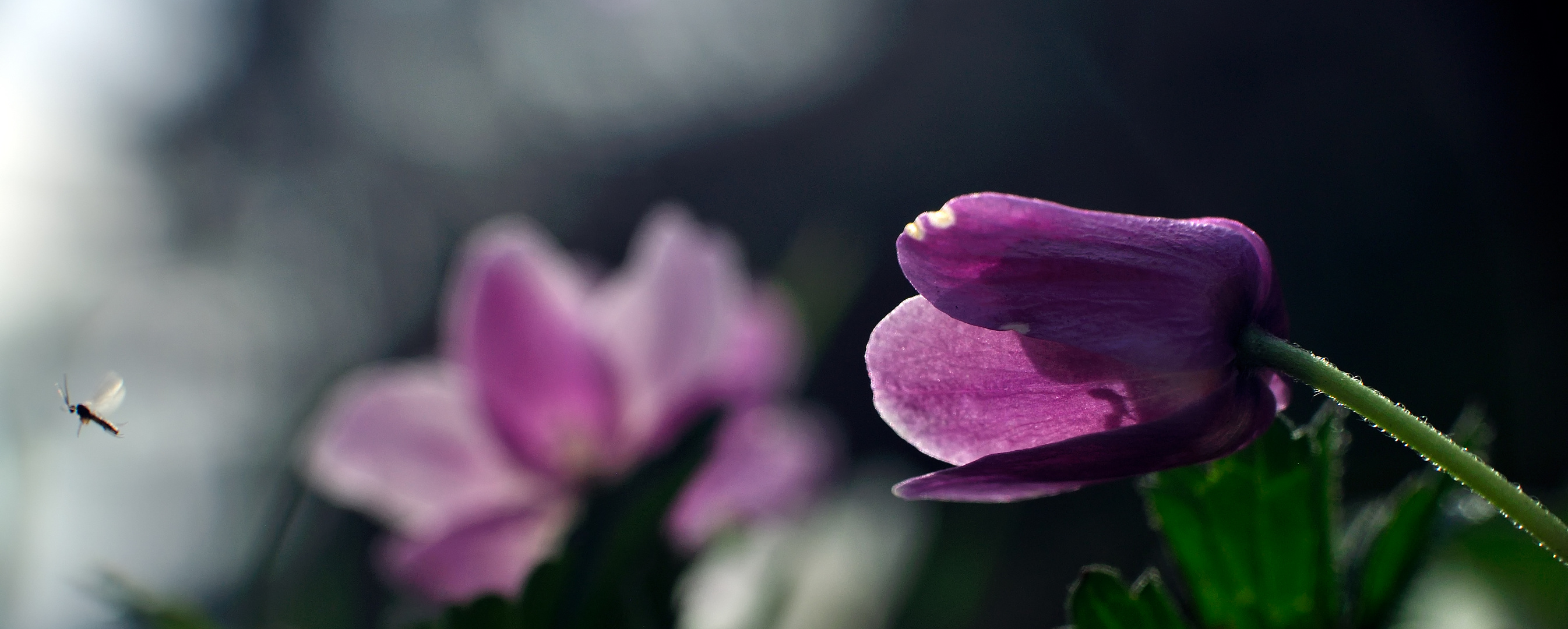 Anemone & fly