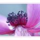 Anemone - Frhlingstraum 2