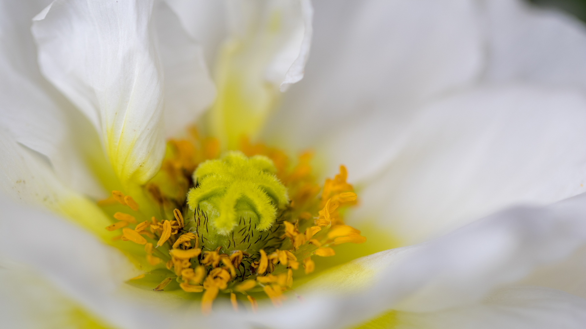 Anemone (glaube ich ) 