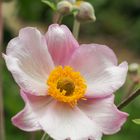 Anemone (Großes Windröschen)