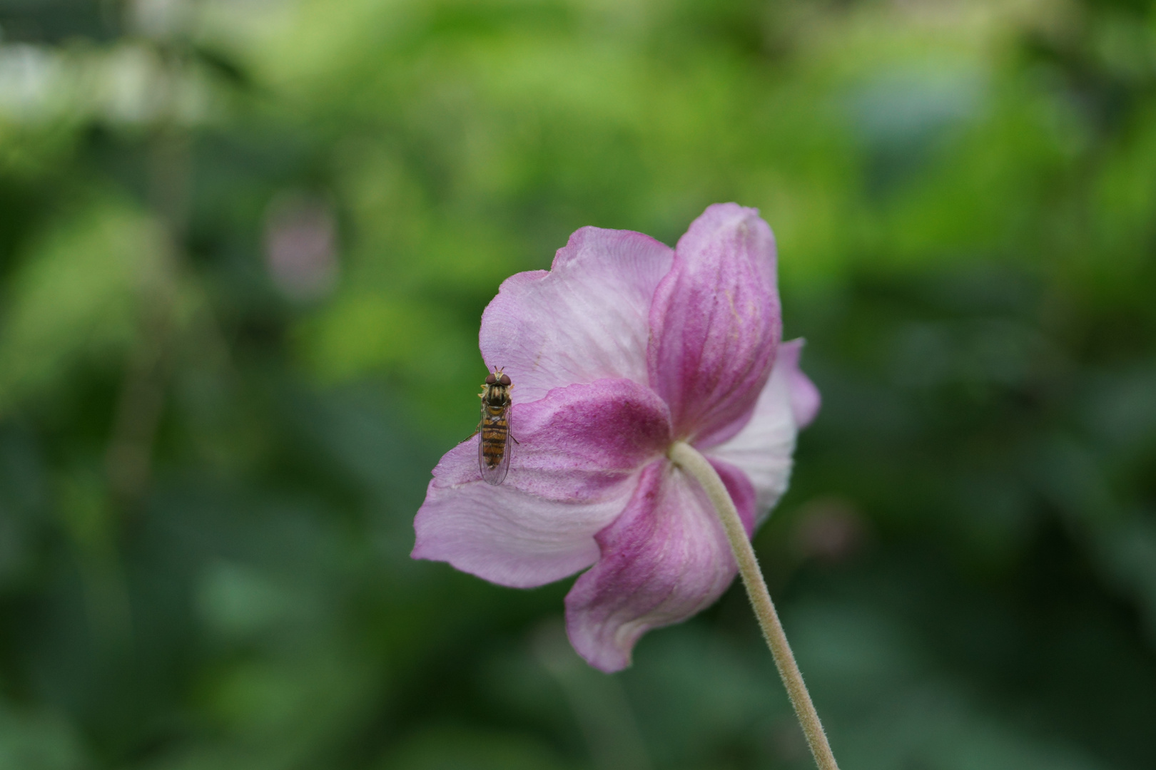 Anemone hat Besuch