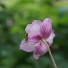 Anemone hat Besuch