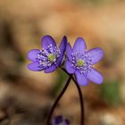 anemone hepatica