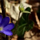 Anemone hepatica