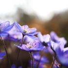 Anemone hepatica #2