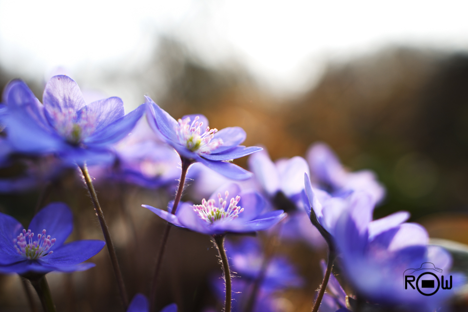 Anemone hepatica #2