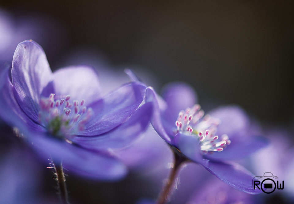 Anemone hepatica #3