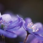 Anemone hepatica #3