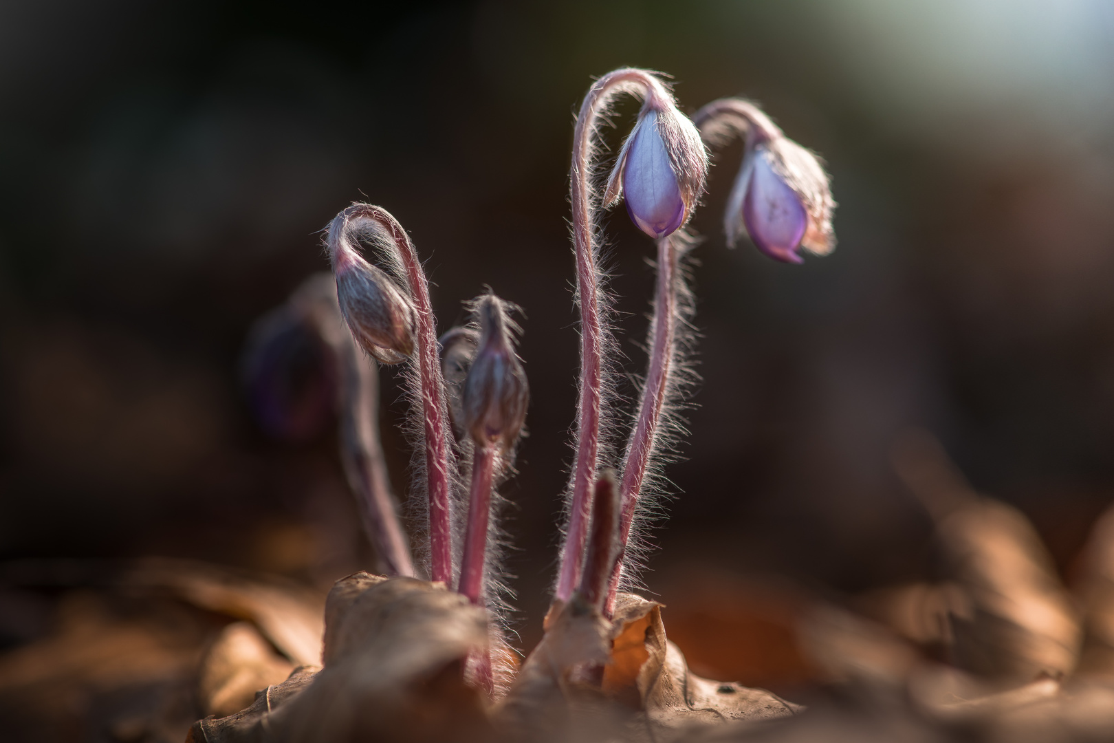 Anemone hepatica