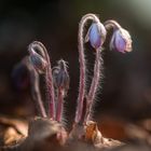 Anemone hepatica