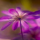 Anemone Hepatica