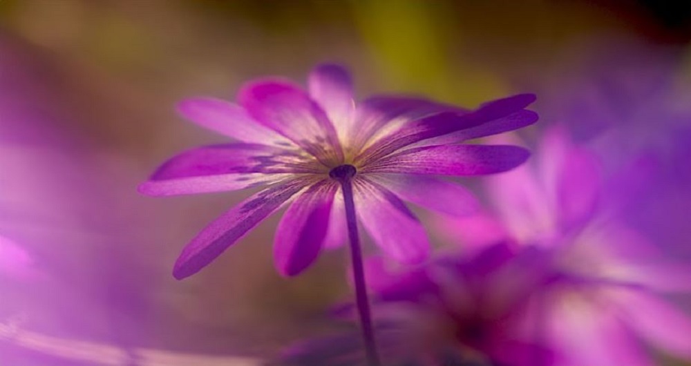 Anemone Hepatica