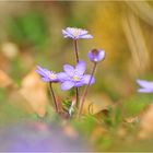 Anemone hepatica