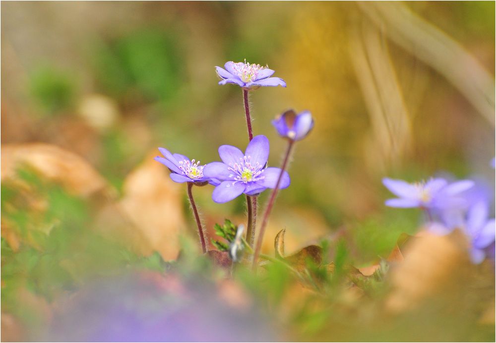 Anemone hepatica