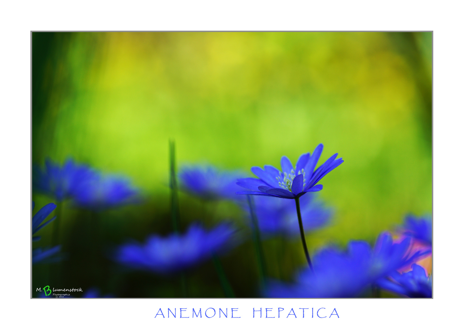 Anemone Hepatica