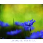 Anemone Hepatica