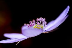 Anemone Hepatica