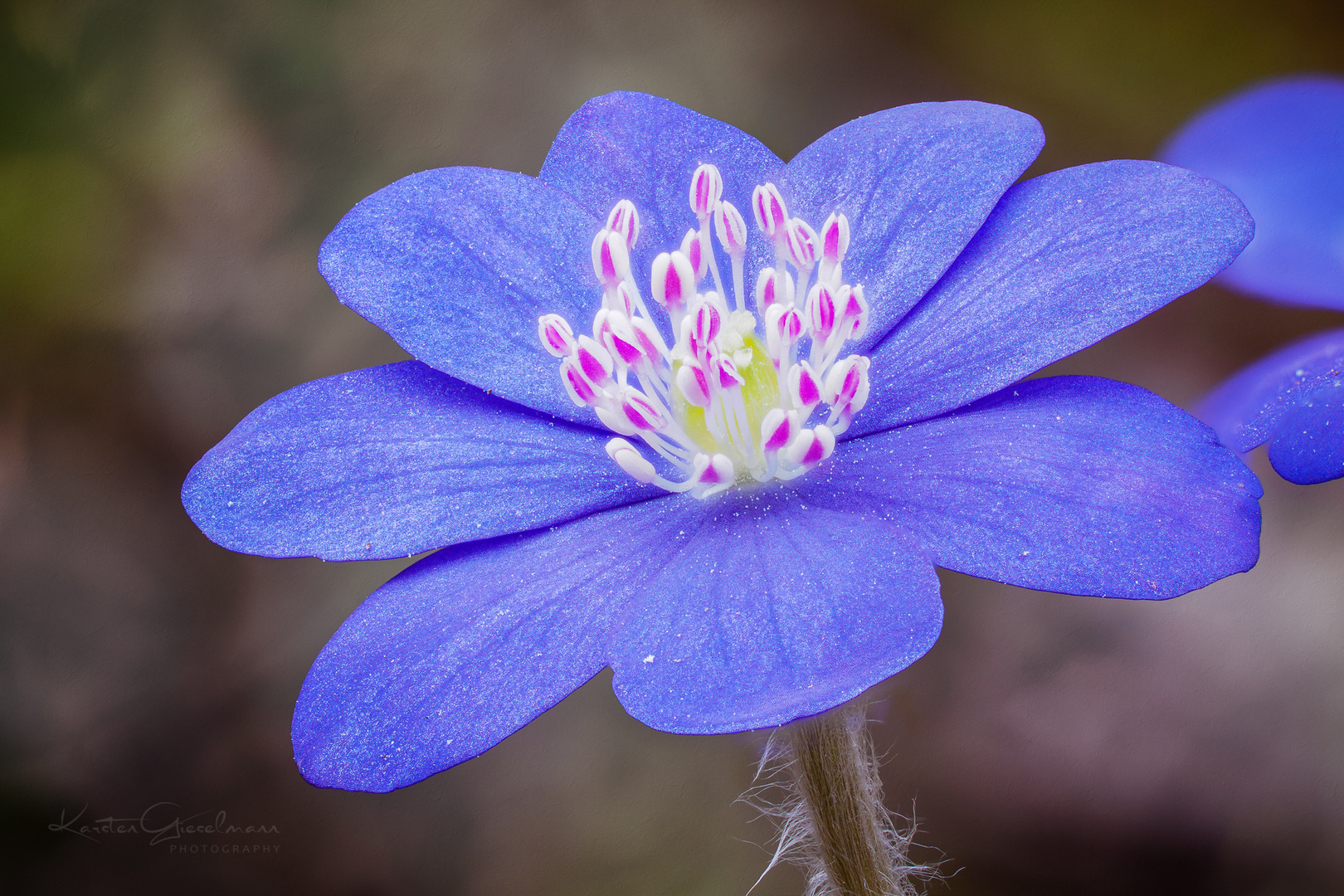 Anemone hepatica