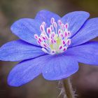 Anemone hepatica