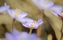 Anemone hepatica