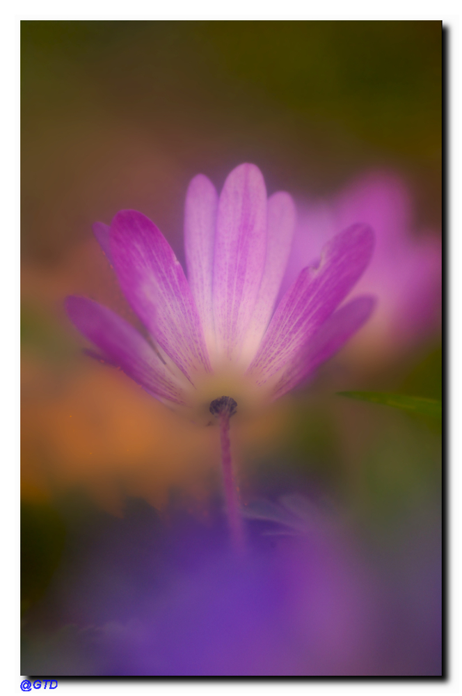 Anemone Hepatica