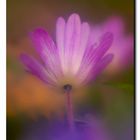 Anemone Hepatica