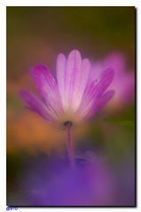 Anemone Hepatica