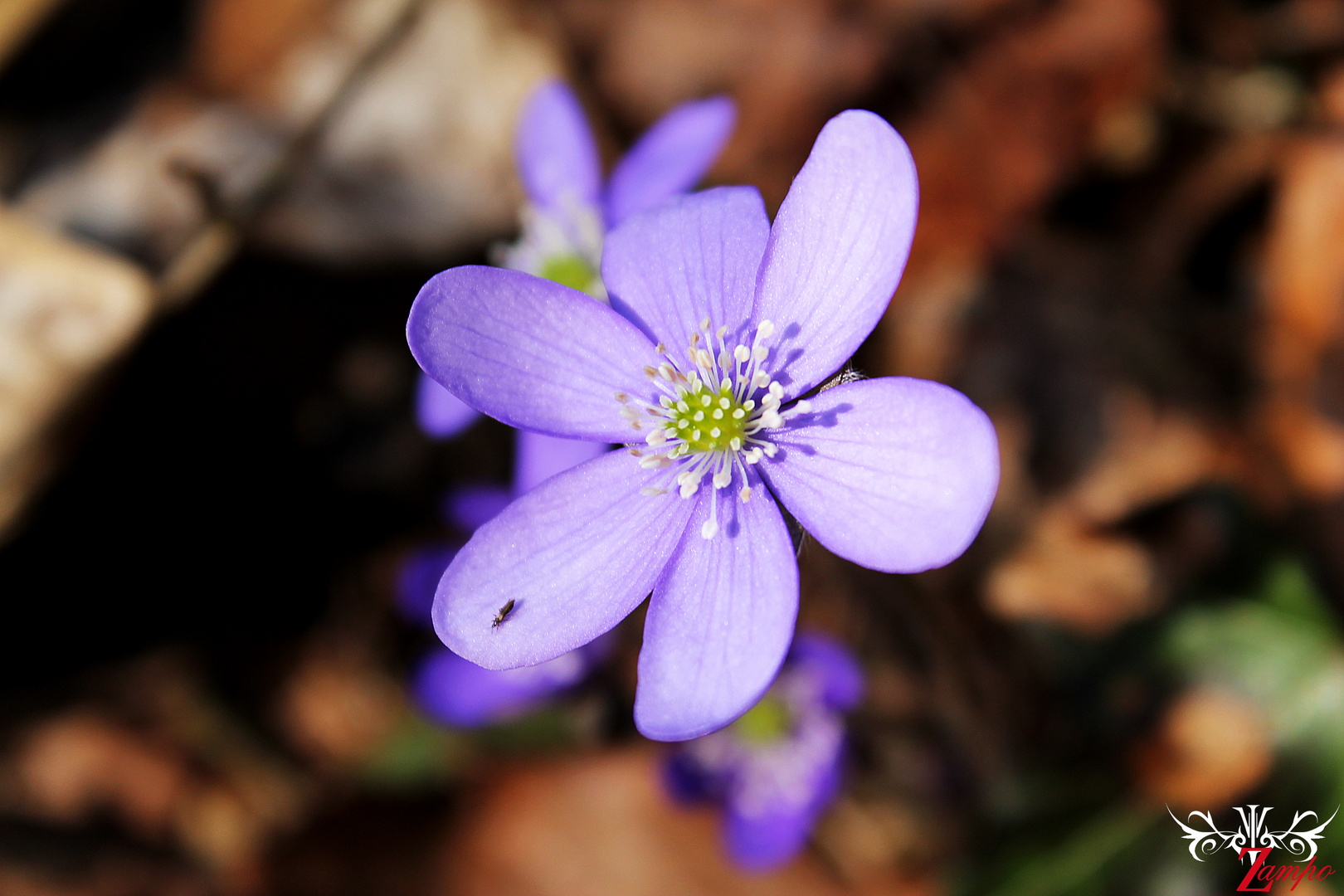 Anemone hepatica