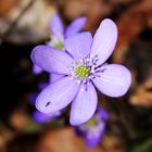 Anemone hepatica