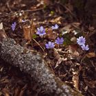 Anemone hepatica - Coronabildstrecke 003