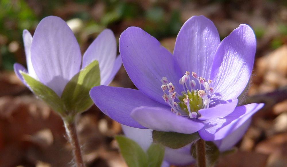 . anemone hepatica .