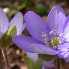 . anemone hepatica .