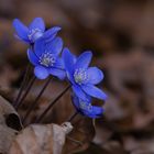 Anemone hepatica