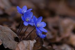 Anemone hepatica