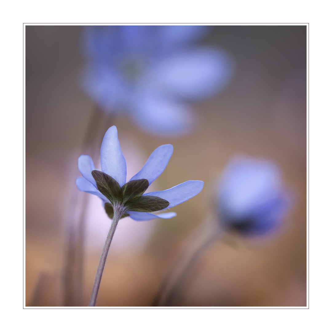 Anemone hepatica 