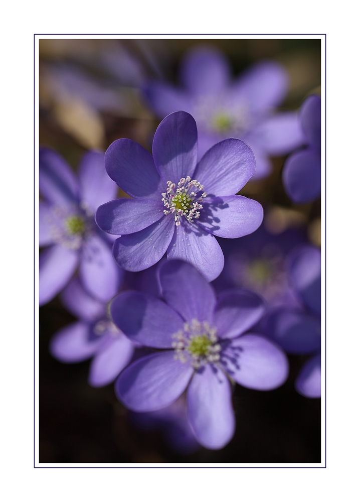 ~ Anemone hepatica I~