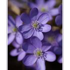 ~ Anemone hepatica I~