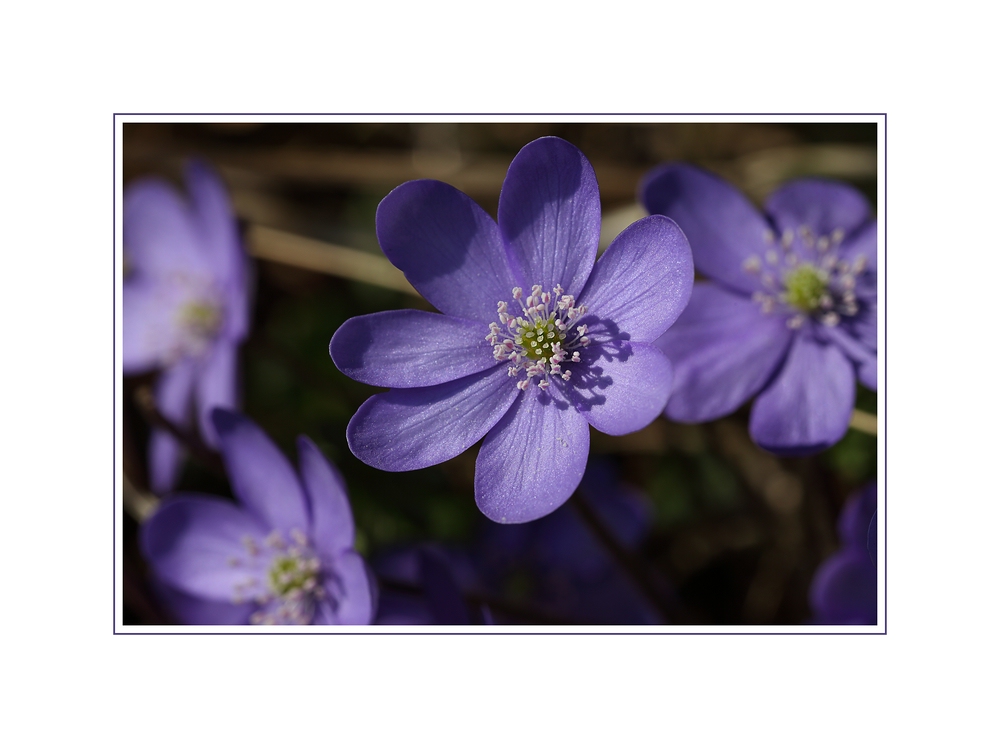 ~ Anemone hepatica II ~