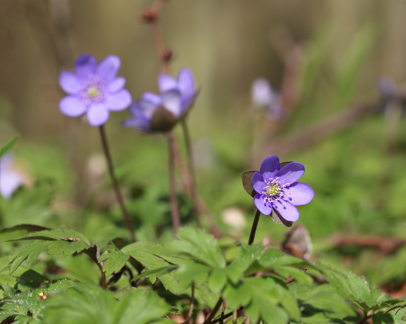 Anemone hepatica - Leberblümchen