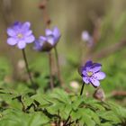 Anemone hepatica - Leberblümchen