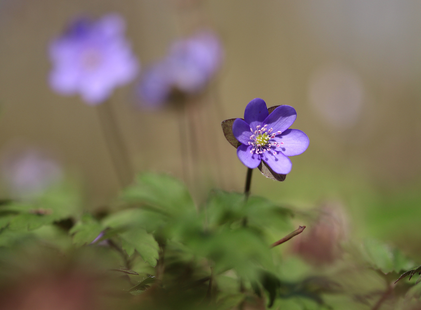 Anemone hepatica - Leberblümchen Variante II. 