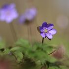 Anemone hepatica - Leberblümchen Variante II. 